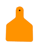 תג אוזן חלק L כתום